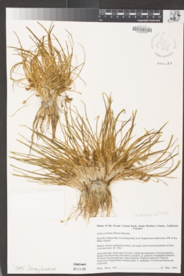 Triglochin scilloides image