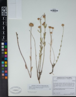 Monardella linoides subsp. erecta image