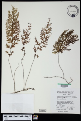 Image of Hymenophyllum bivalve