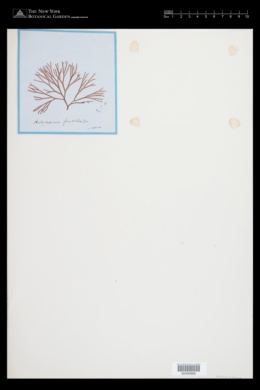 Halymenia furcellata image
