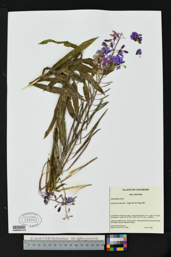Epilobium angustifolium subsp. circumvagum image