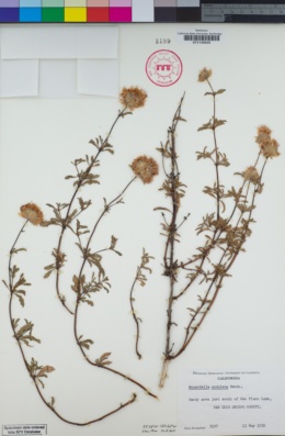 Image of Monardella undulata
