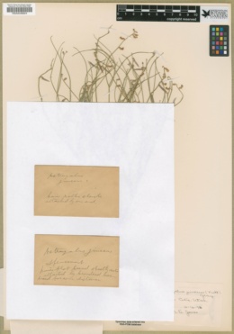 Astragalus junceus image