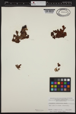 Collinsiella tuberculata image