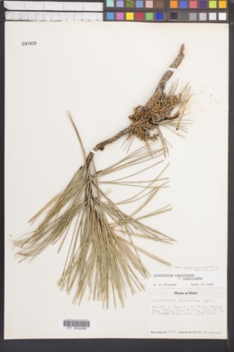 Arceuthobium campylopodum subsp. campylopodium image