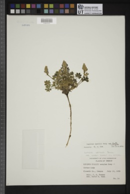 Lupinus lyallii subsp. lyallii image
