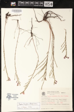 Cuphea linarioides image