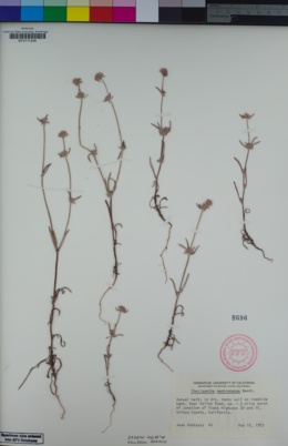 Image of Chorizanthe membranacea
