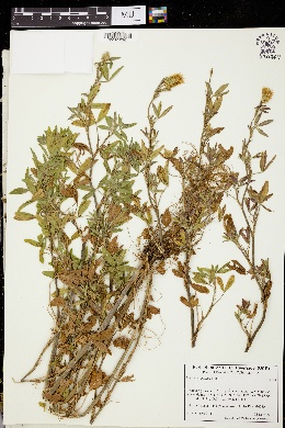 Trifolium apertum image