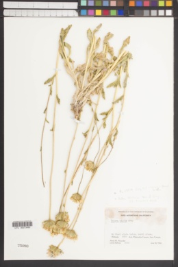 Hulsea vestita subsp. inyoensis image