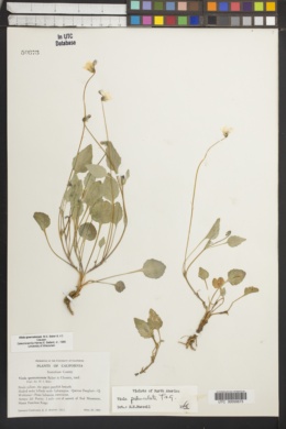 Viola quercetorum image