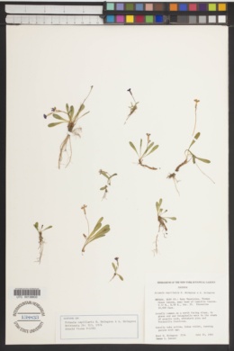 Primula capillaris image