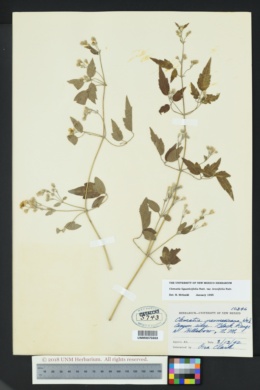 Clematis ligusticifolia var. brevifolia image