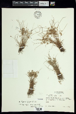 Cyperus fugax image