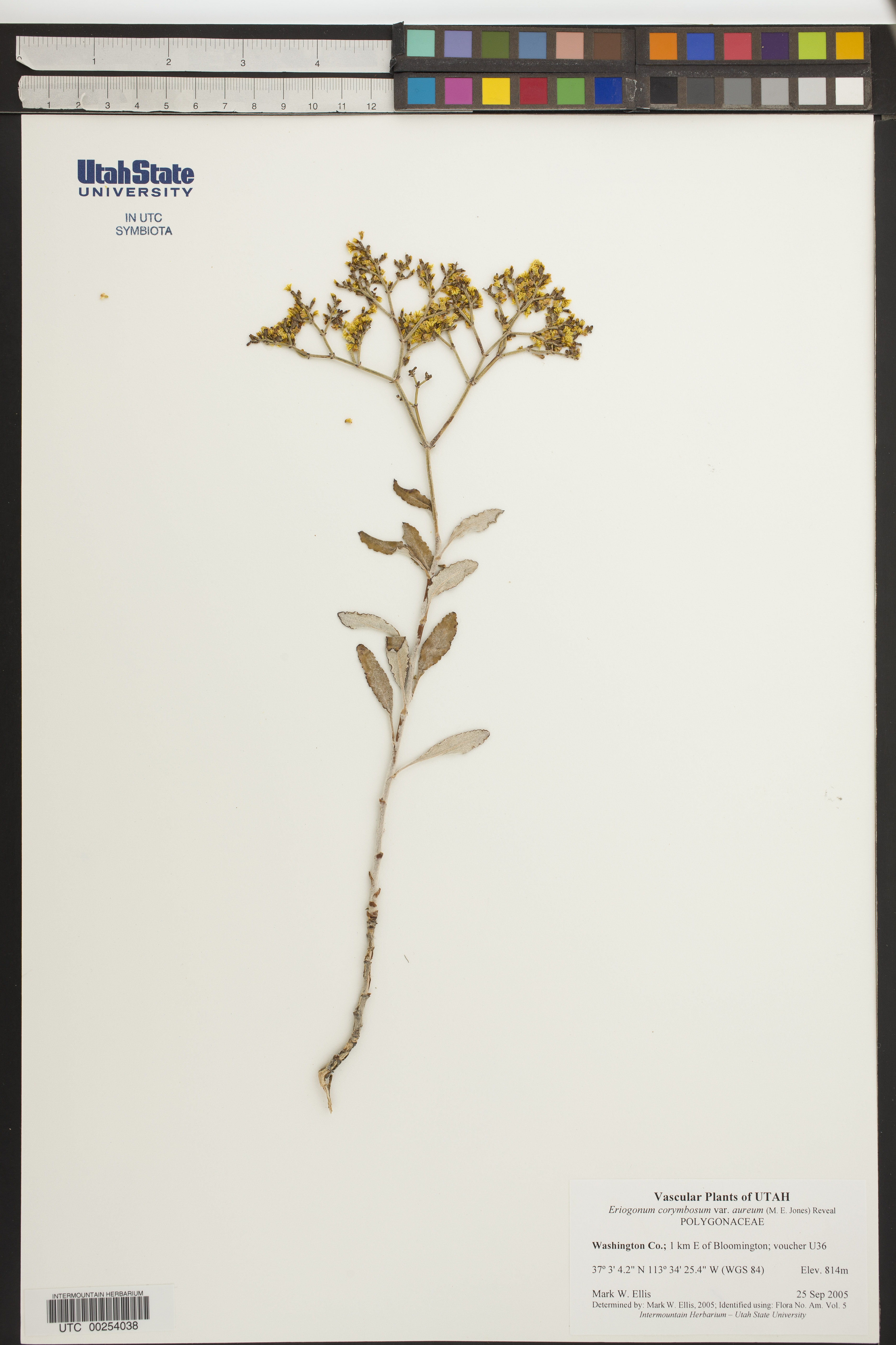 Eriogonum corymbosum var. aureum image