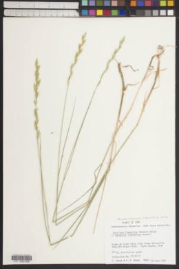Pseudoroegneria libanotica image