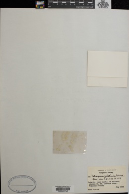 Tetraspora gelatinosa image