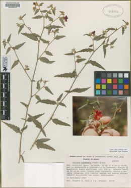 Hibiscus zygomorphus image