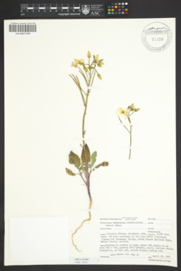 Camissonia confertiflora image