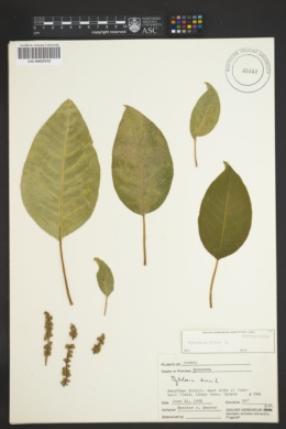 Image of Phytolacca dioica