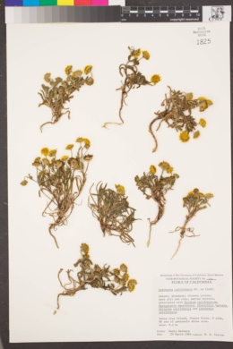 Image of Lasthenia californica