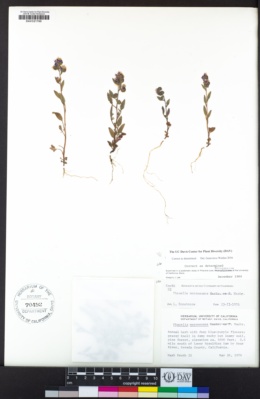 Phacelia marcescens image