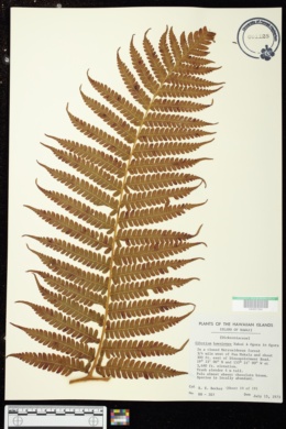 Cibotium hawaiense image