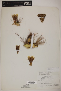 Ferocactus cylindraceus subsp. cylindraceus image