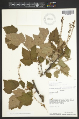Image of Ribes bolivianum