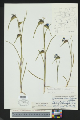 Commelina dianthifolia var. longispatha image