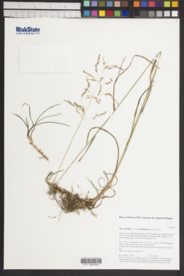 Poa trivialis subsp. sylvicola image
