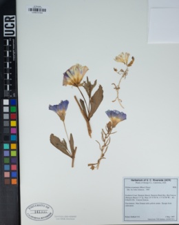 Image of Nolana acuminata