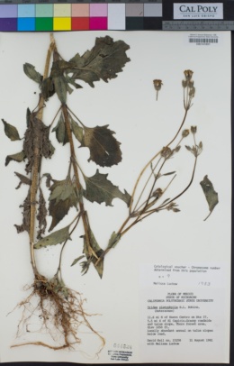 Tridax platyphylla image