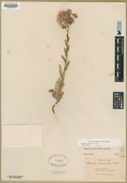 Phacelia utahensis image