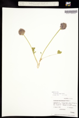 Image of Trifolium kingii