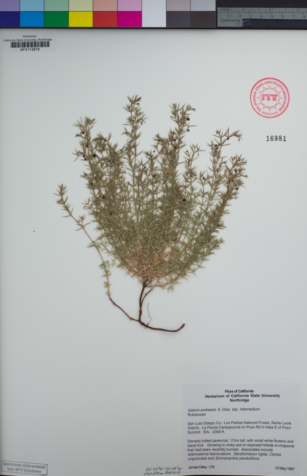 Galium andrewsii subsp. intermedium image