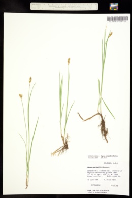 Image of Carex xerantica