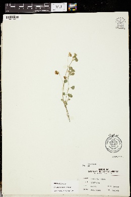 Trifolium breweri image