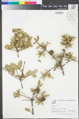 Image of Quercus durata