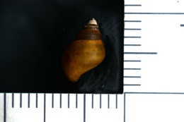 Elimia potosiensis ozarkensis image