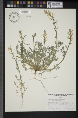 Corydalis curvisiliqua subsp. curvisiliqua image