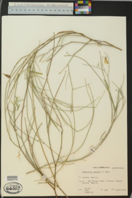 Image of Tephrosia palmeri