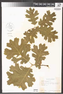 Quercus kelloggii image