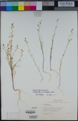 Image of Streptanthus diversifolius
