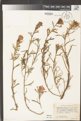 Castilleja affinis image