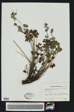 Geranium caespitosum var. eremophilum image