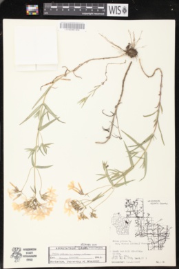 Image of Phlox pilosa subsp. pilosa