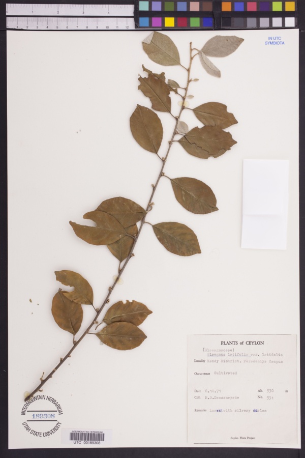 Elaeagnus latifolia var. latifolia image