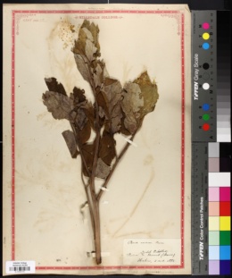 Image of Paeonia coriacea