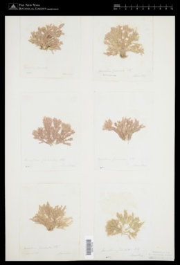 Corallina flabellata image